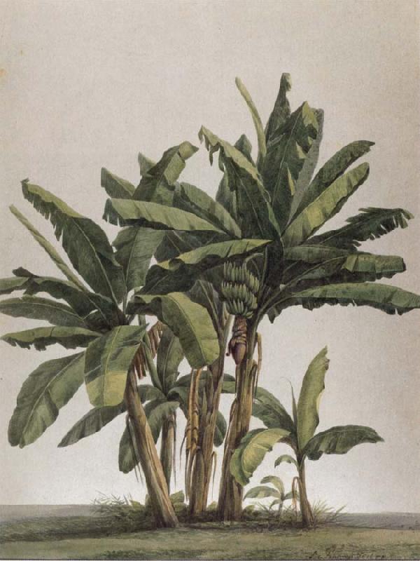 Louise von Panhuys Musa x paradisiaco